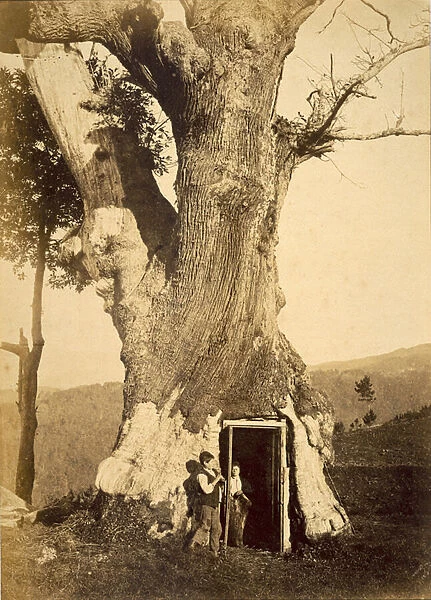 Two boys at the doorway of their treehouse, c. 1870-80 (b  /  w photo)