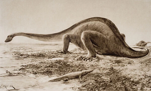 Brachiosaurus (litho)