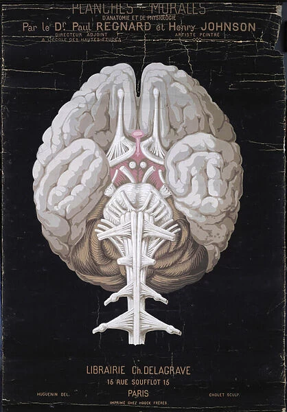 The Brain, from Planches Murales d Anatomie et de Physiologie by Dr