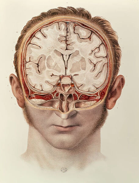 The Brain, plate from Traite Complet de l Anatomie de l Homme