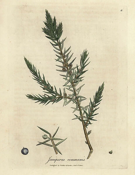 Branch and berries of common juniper, Juniperus communis
