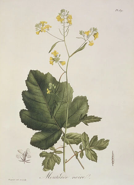 Brassica nigra from Phytographie Medicale by Joseph Roques (1772-1850)