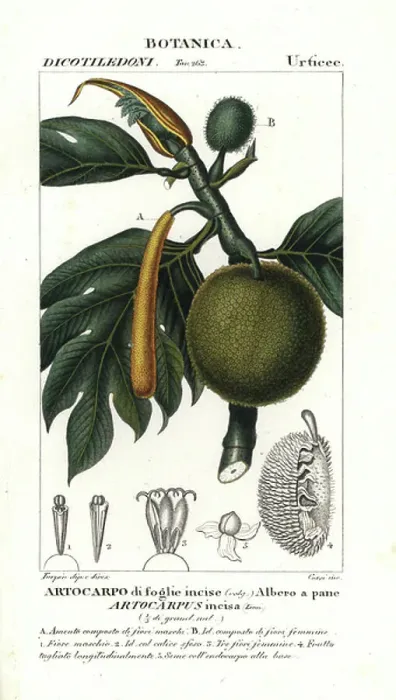 Framed Print : Breadfruit