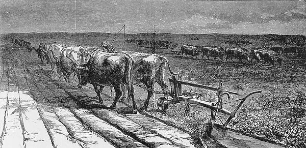 Breaking the Prairie, illustration from Harpers Weekly, 1871