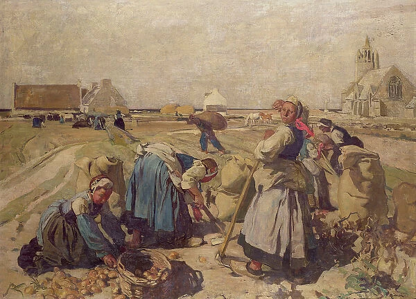 Breton Women Picking Potatoes