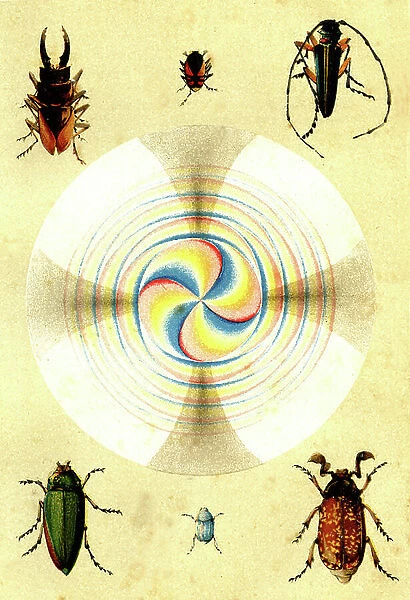 Bright phenomenes, Staining with 2 quartz blades, Insect coloring, Artwork from ' Popular physics ' by Emile Desbeaux, 1891