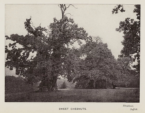 British Trees: Sweet Chesnuts, Shrubland, Suffolk (b  /  w photo)