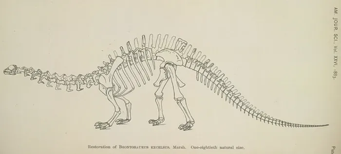 Framed Print : Brontasaurus Excelsus