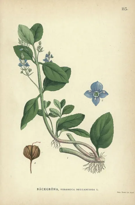 Framed Print : Brooklime, Veronica beccabunga Framed Print : Brooklime, Veronica beccabunga