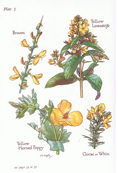 Broom, Gorse, Whin or Furze, Yellow Loosestrife, Yellow Horned Poppy, 1951 (colour litho)