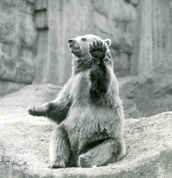 A Brown Bear sitting up, on a rocky ledge, waving one of its front paws, London Zoo