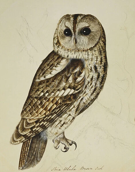 Brown Owl (Strix Ulula), (pencil and watercolour heightened with gum arabic)