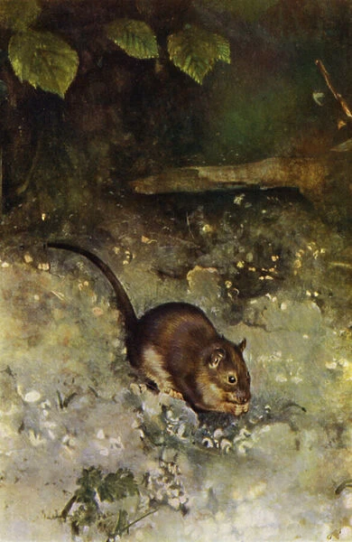 The brown rat (photo)