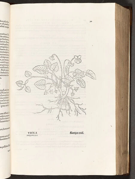BT3. 267. 5 p. 311 Violet, illustration from De historia stirpium commentarii