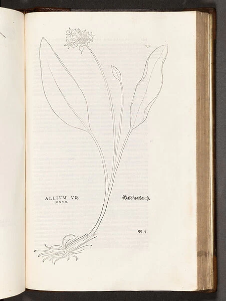 BT3. 267. 5 p. 739 Allium, illustration from De historia stirpium commentarii