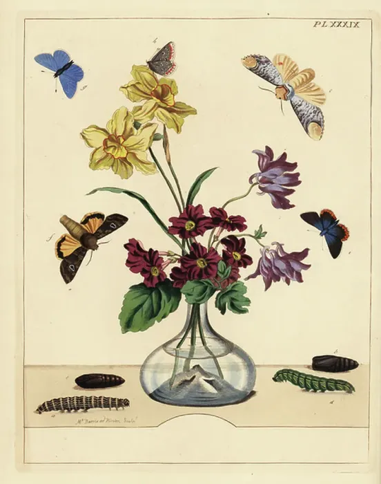 Framed Print : Buff tip moth, Phalera bucephala, large yellow underwing, Noctua pronuba, common blue butterfly, Polyommatus icarus, on a vase of flowers. Handcoloured lithograph after an illustration by Moses Harris from The Aurelian; a Natural History of English