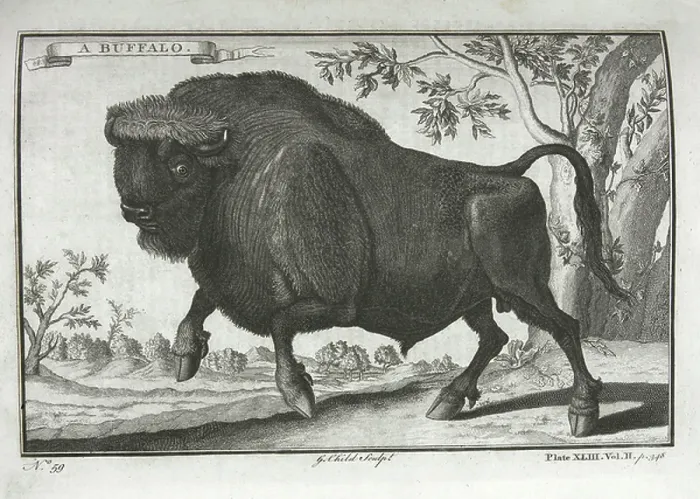 Framed Print : A buffalo. BL3281076 A buffalo; British Library, London, UK; (add.info.