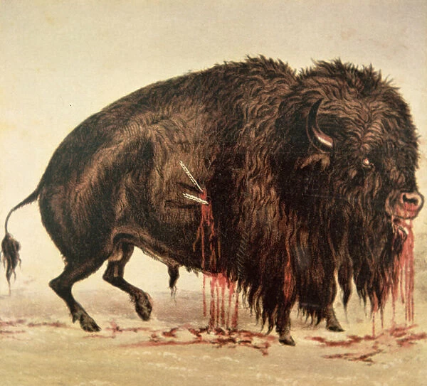 Buffalo stricken by arrows (oil on canvas)
