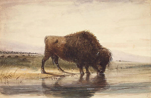 Bull Buffalo, c. 1837 (w  /  c on paper)