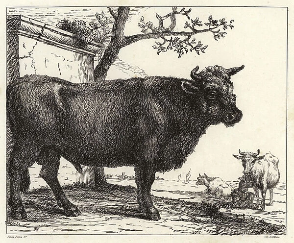 The Bull (litho)