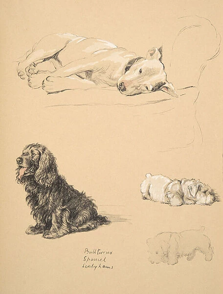 Bull-Terrier, Spaniel and Sealyhams, 1930, Illustrations from his Sketch Book used for