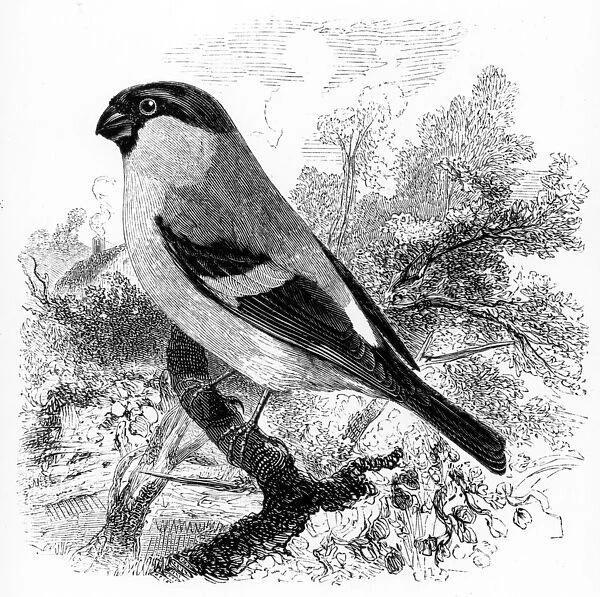The Bullfinch, illustration from A History of British Birds by William Yarrell