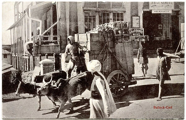 Bullock-Cart, c. 1900-20 (b  /  w photo)