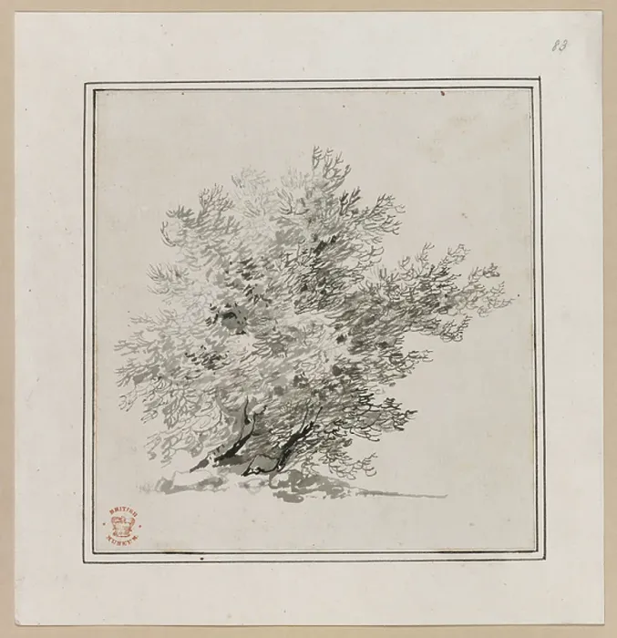 Framed Print : A bush. BL3291902 A bush.; British Library, London, UK; (add.info. Framed Print : A bush. BL3291902 A bush.; British Library, London, UK; (add.info.