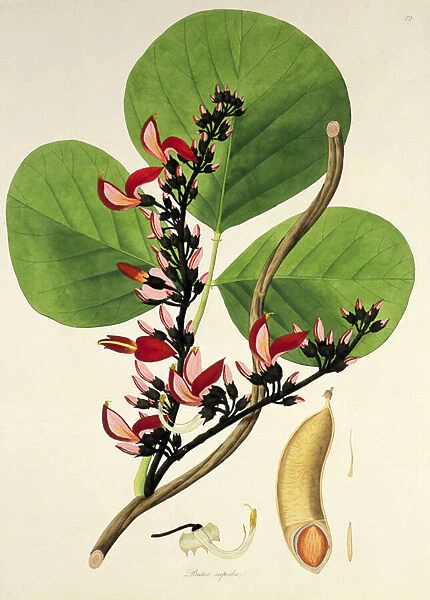 Butea Superba, illustration from Plants of the Coromandel Coast