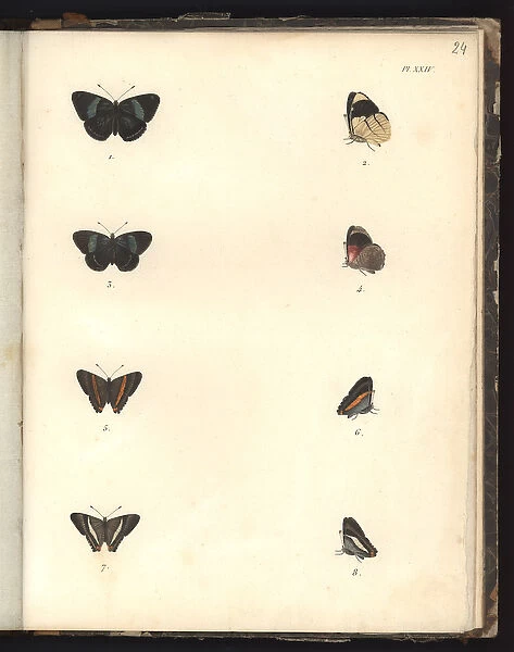 Butterflies, Pl. XXIV, illustration from Recueil d