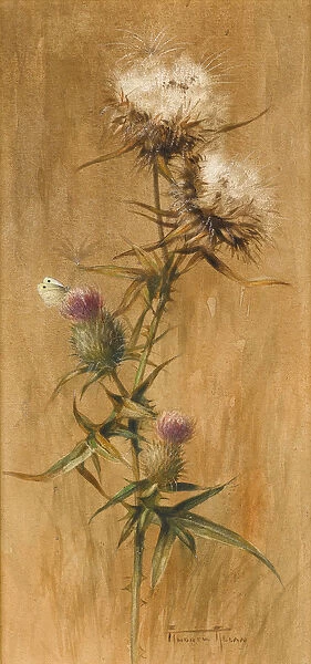 Butterfly on Thistle Heads (w  /  c on paper)