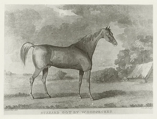 Buzzard, foaled 1787 (b  /  w photo)