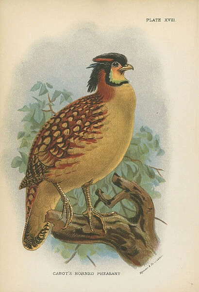 Cabots Horned Pheasant