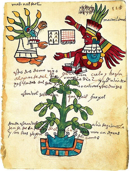 Cacao tree from the Codex Tudela