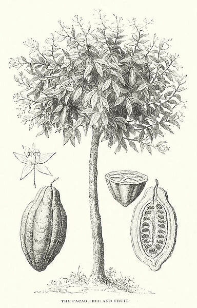 The Cacao-Tree and Fruit (engraving)