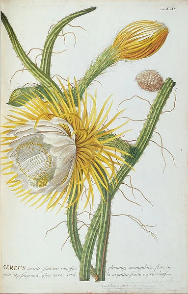 Cactus: Cereus, from Trews Plantae Selectae 1750-73