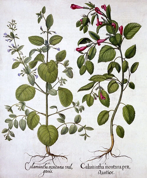 Calamints, from Hortus Eystettensis, by Basil Besler (1561-1629), pub
