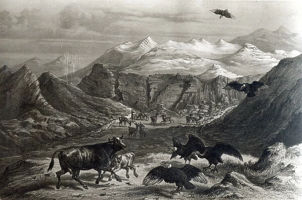 Calf being attacked by the Condors, from Historia de Chile engraved by F