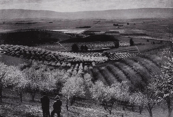 California: Santa Clara Valley, orchards abloom in the springtime near San Jose (b  /  w photo)