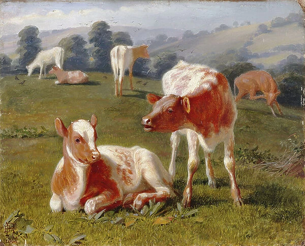 Calves in a Meadow (oil on millboard)