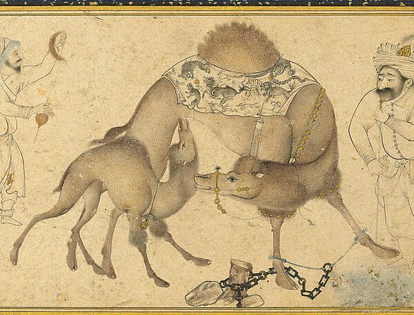 A Camel and her Calf, Safavid Iran, 1650-1700 (ink & opaque pigments heightened with gold