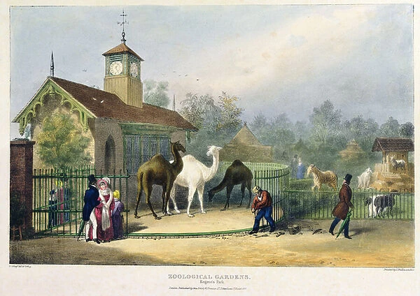 The Camel House at the Zoological Gardens, Regents Park, engraved and pub