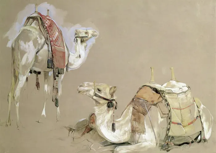 Framed Print : Camel Studies