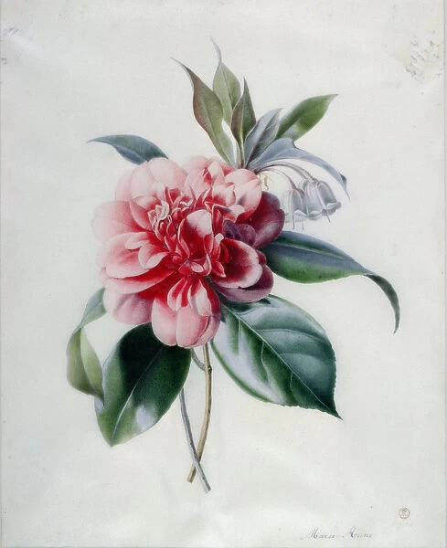 Camellia. BAL25149 Camellia by Marie-Anne, (1738-89); Victoria & Albert Museum