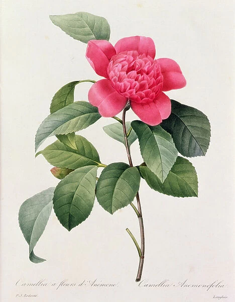 Camellia Anemonefolia (coloured engraving)