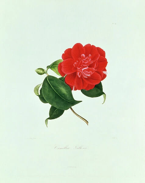 Camellia: from 'Iconographie du Genre Camellia', by J.J.Jung, Paris, 1841-42