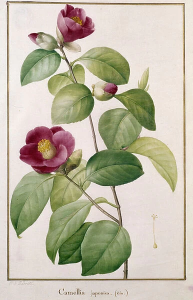 Camellia japonica Botanical Plate by Pierre Joseph Redoute (1759-1840) 19th century Paris
