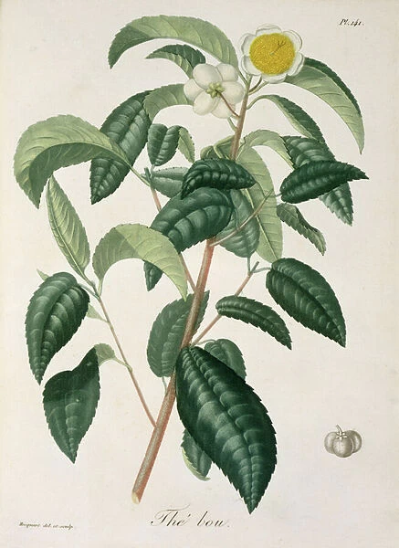 Camellia Thea from Phytographie Medicale by Joseph Roques (1772-1850)