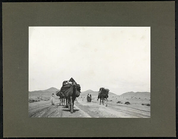 Camels on a dirt road, presumably in North Africa, 1899 (silver gelatin print)
