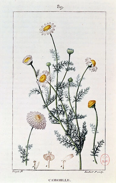 Camomile, reproduction of a plate from Flore medicale